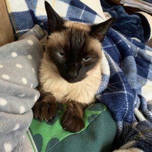 Meet your Posher, Shannon